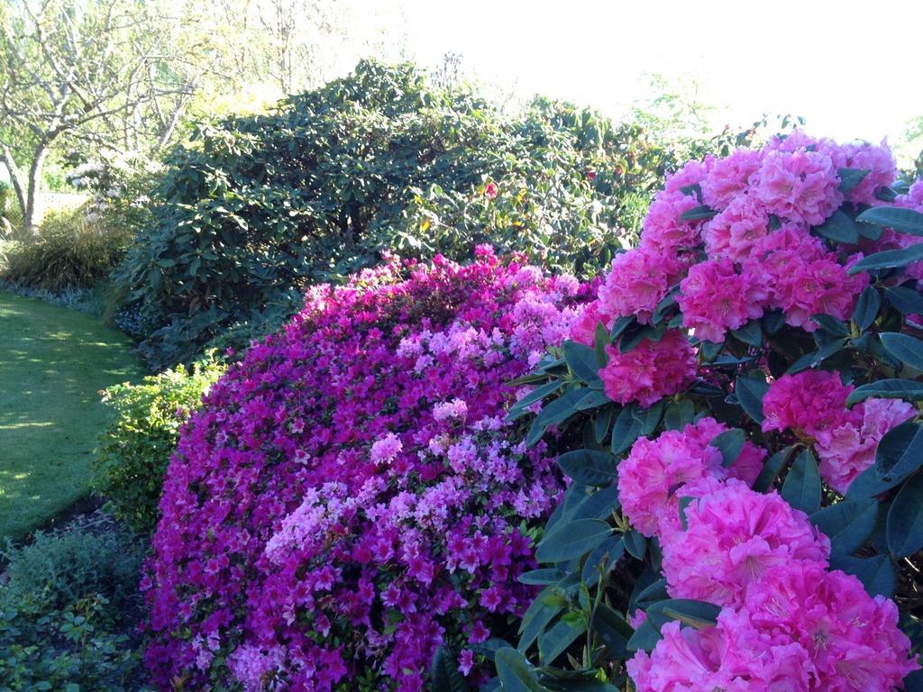 فندق كريستتشيرشفي  Rhododendron Garden الغرفة الصورة