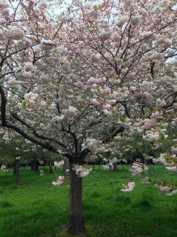 فندق كريستتشيرشفي  Rhododendron Garden الغرفة الصورة